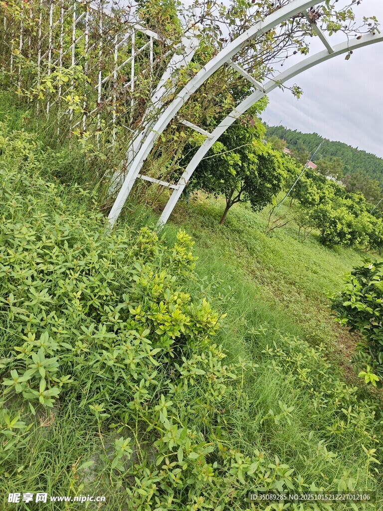 山坡上的绿植与白色树木