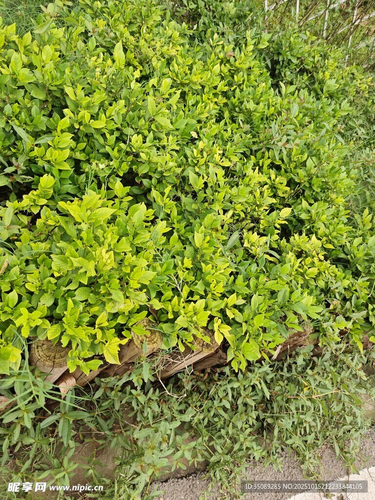 翠绿植物生机盎然