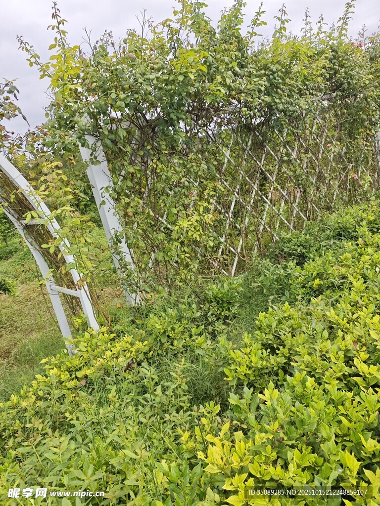 田园绿植景观