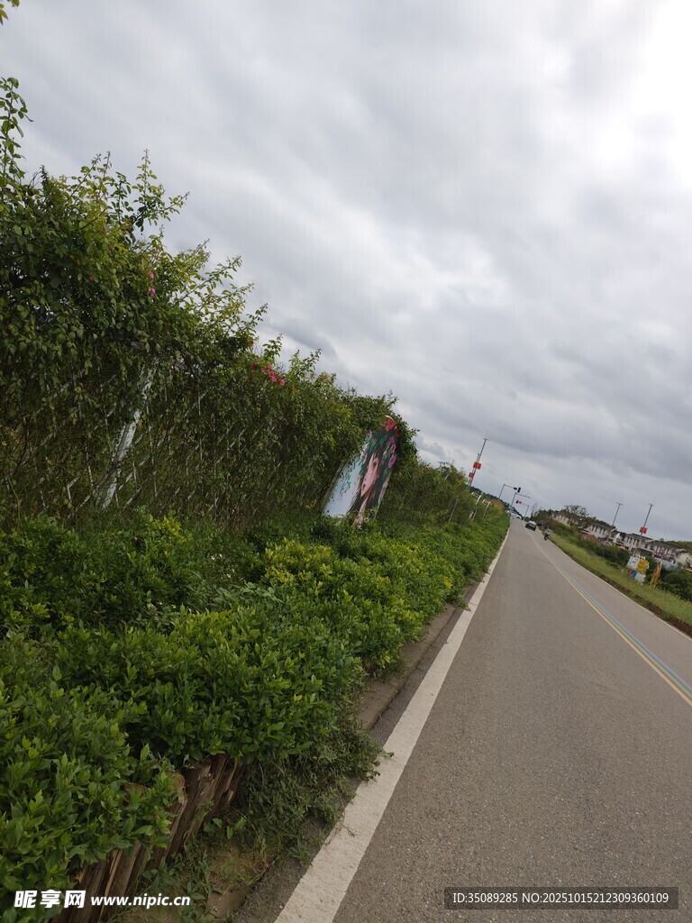 乡村公路旁的繁茂绿植