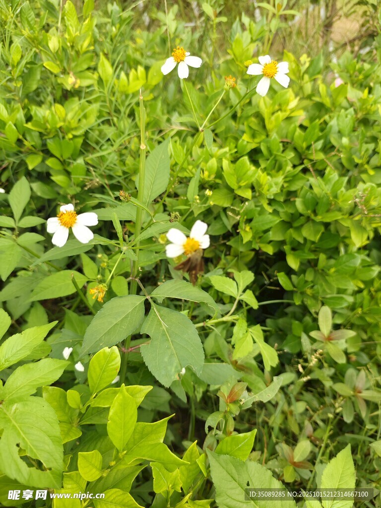 绿叶丛中的白色小花