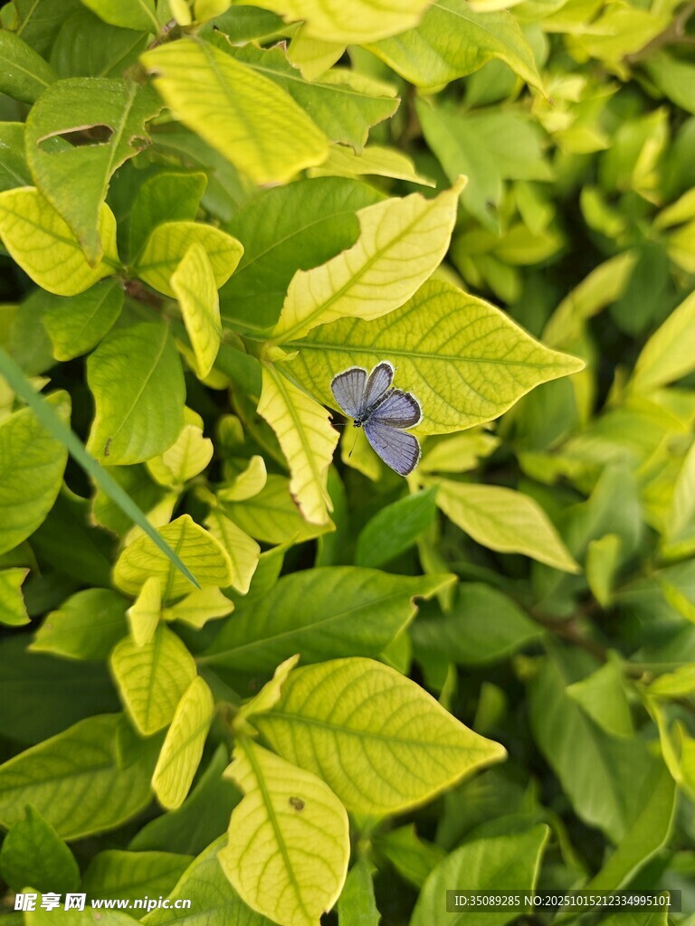 黄绿叶片中的紫色小花