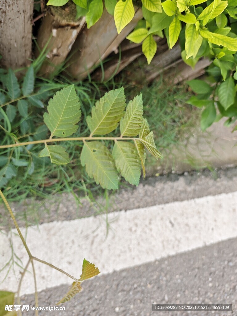 路边生长的绿色植物