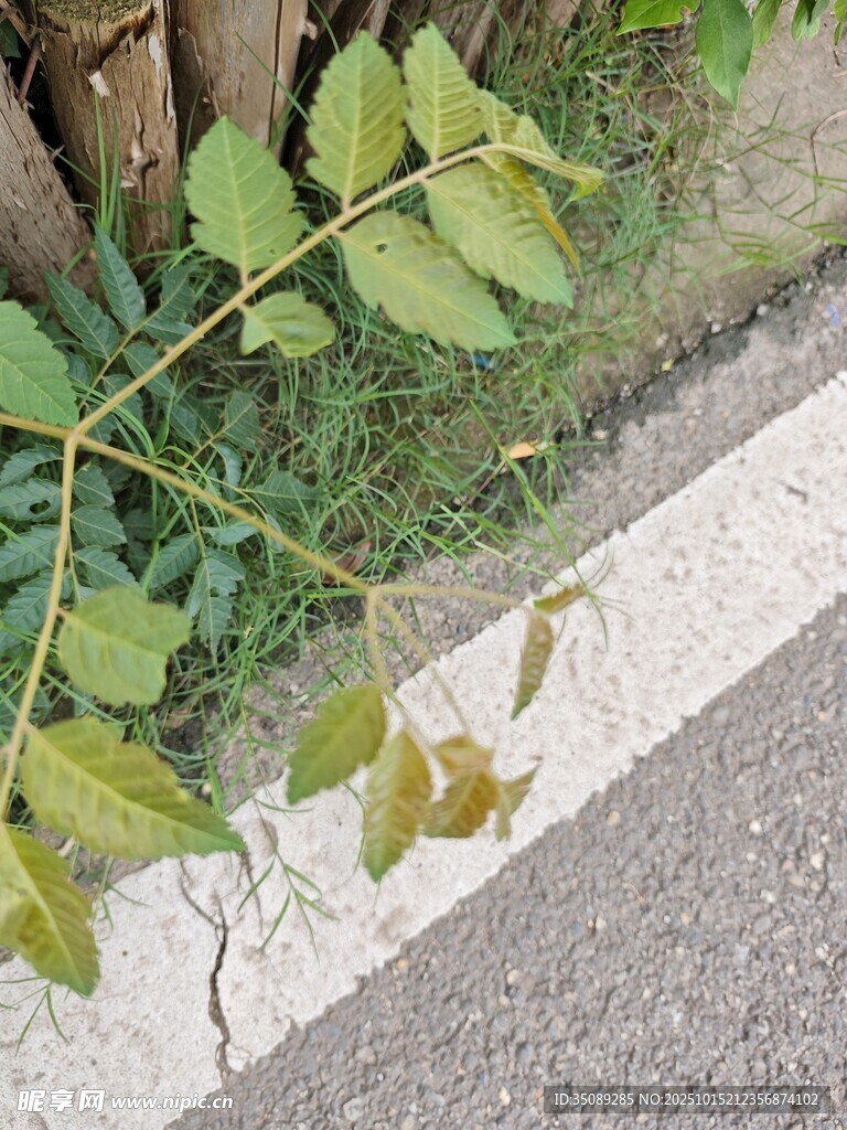 路边绿植特写