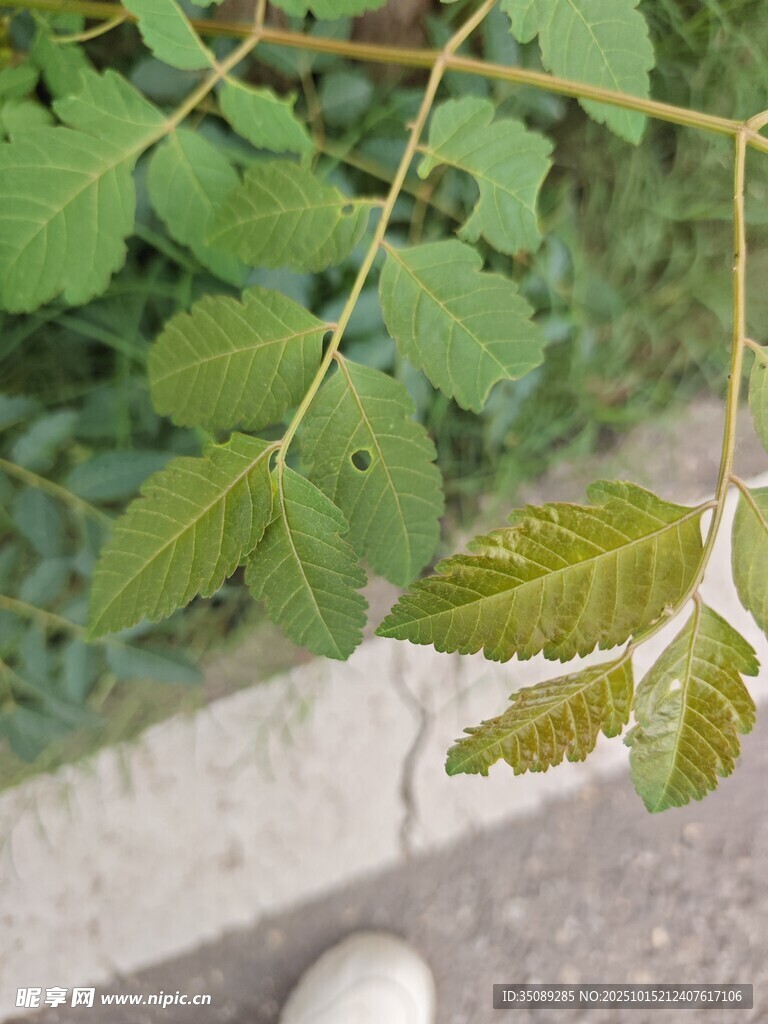 绿叶植物近景特写