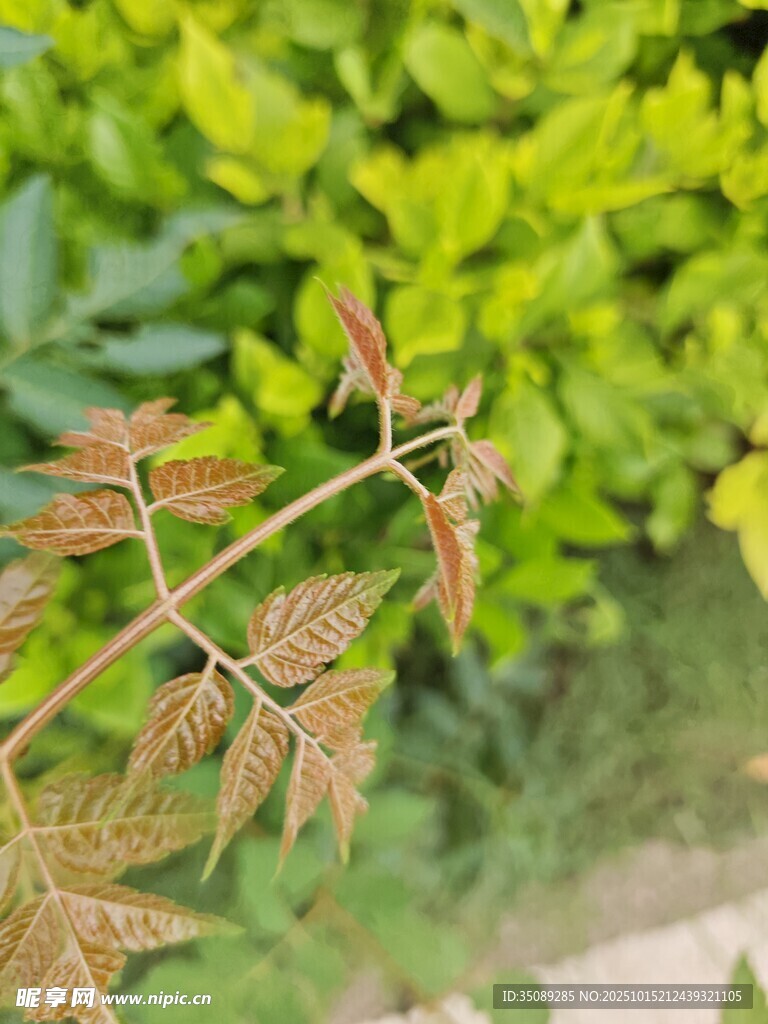 嫩绿带红的植物枝叶特写