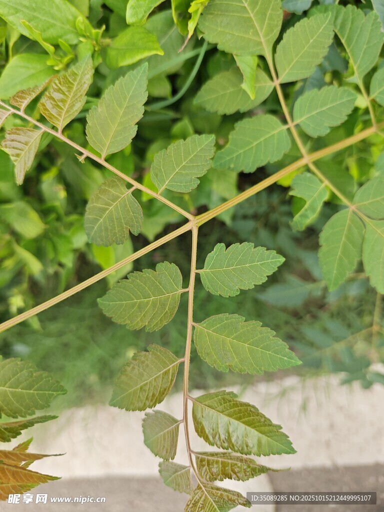 嫩绿枝叶特写