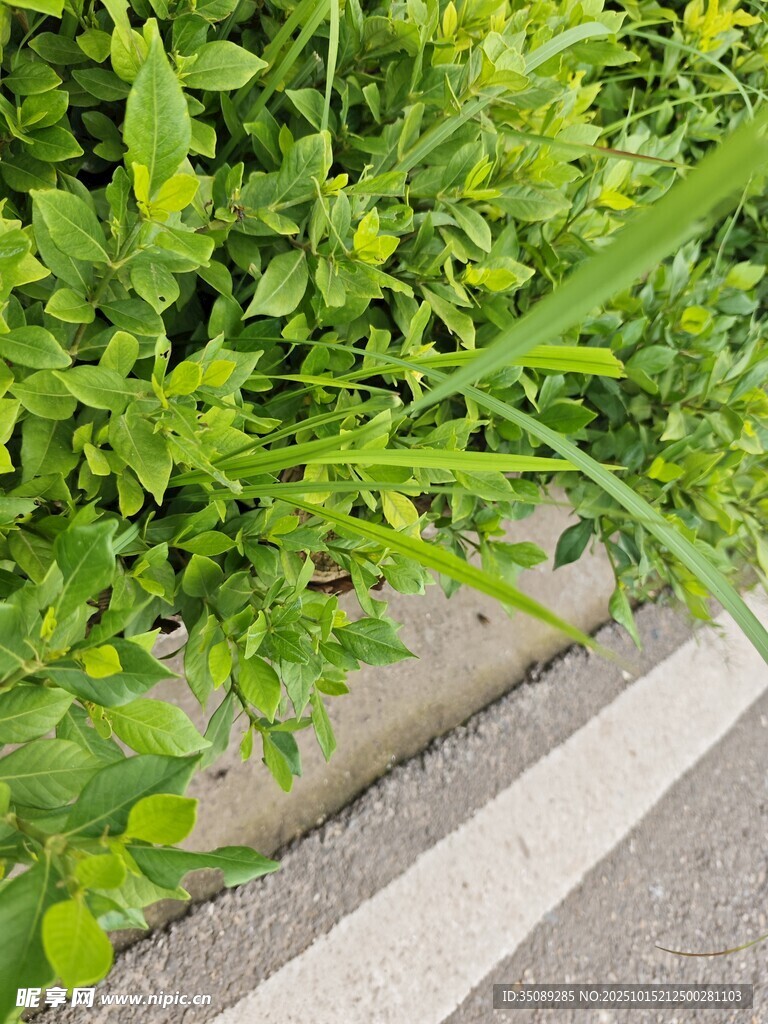 路边翠绿繁茂的植物
