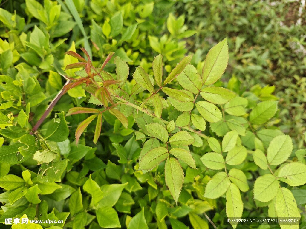 嫩绿植物枝叶特写
