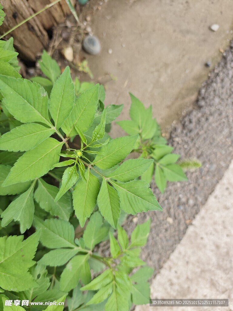 路边生长的绿色植物