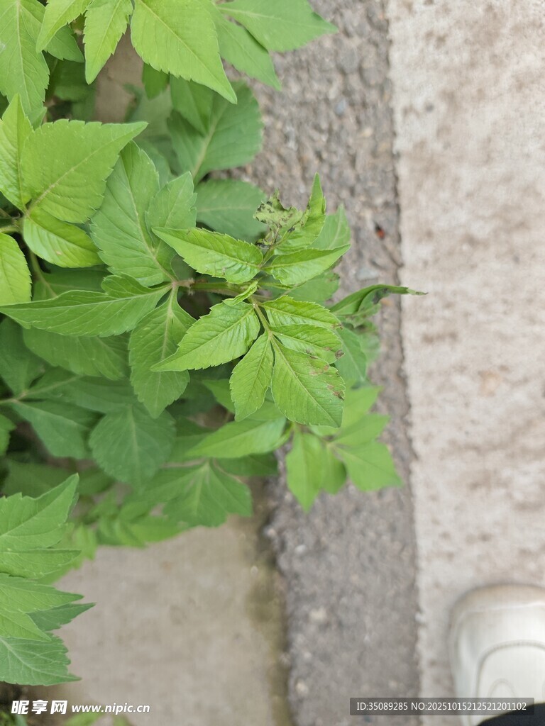 路边翠绿植物生机盎然