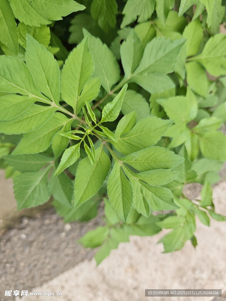 翠绿植物近景