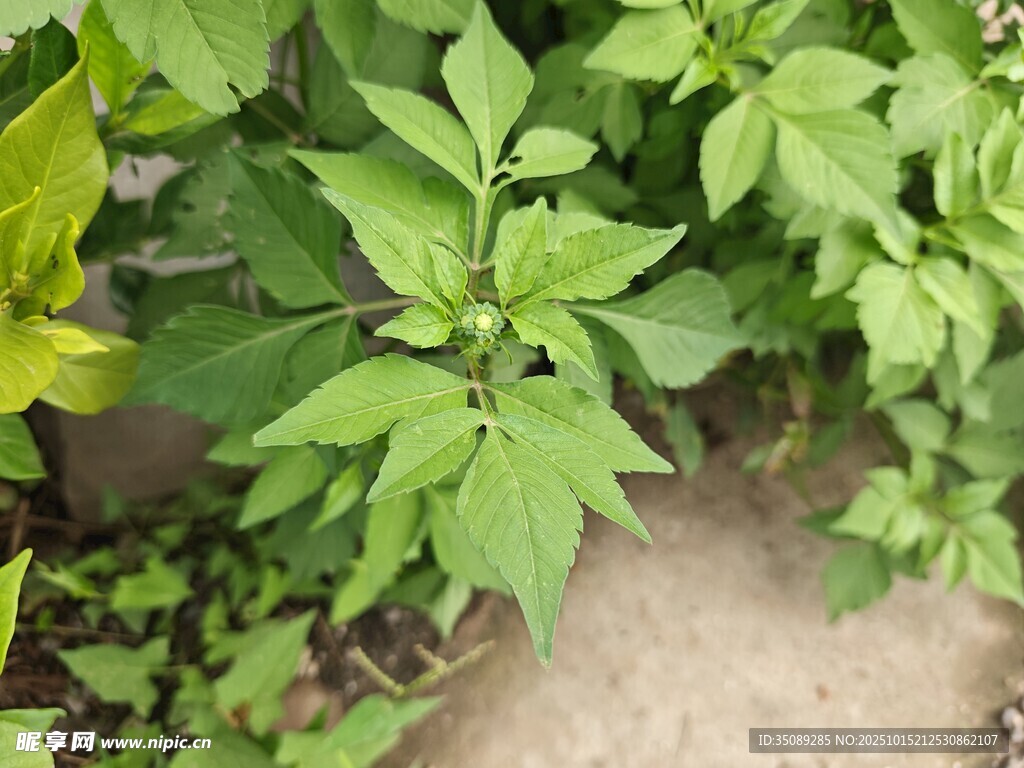 绿叶繁茂的植物
