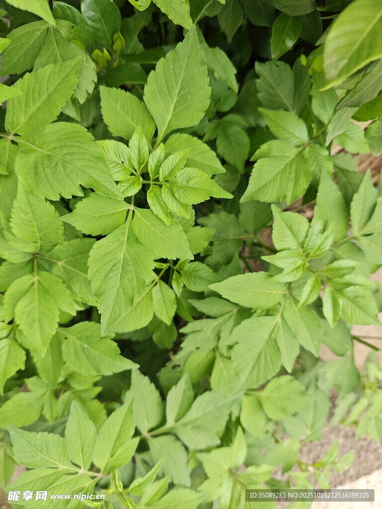 绿叶繁茂的绿色植物