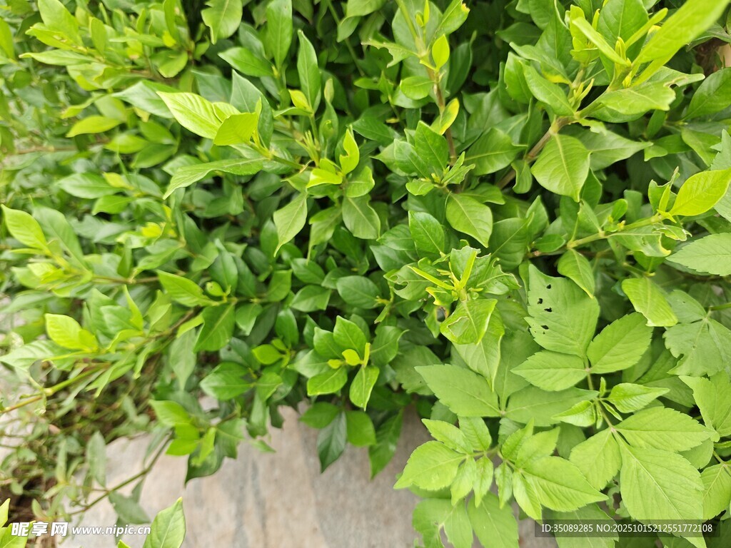 翠绿繁茂的绿叶植物