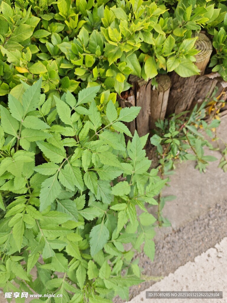 墙边繁茂绿植生机盎然