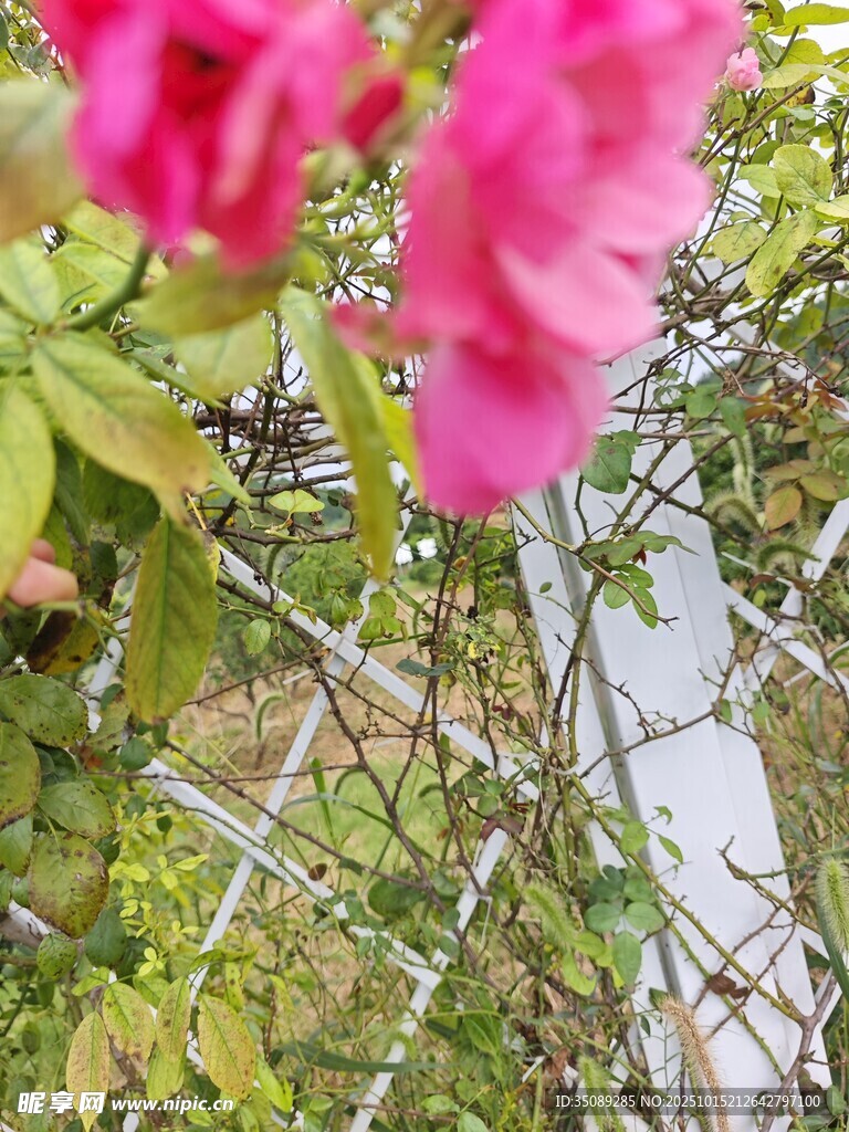 粉色蔷薇攀爬于铁丝网