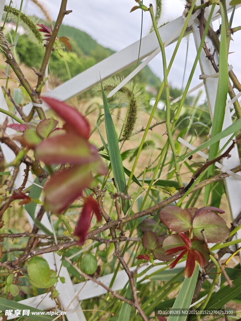 娇艳绽放的多肉植物