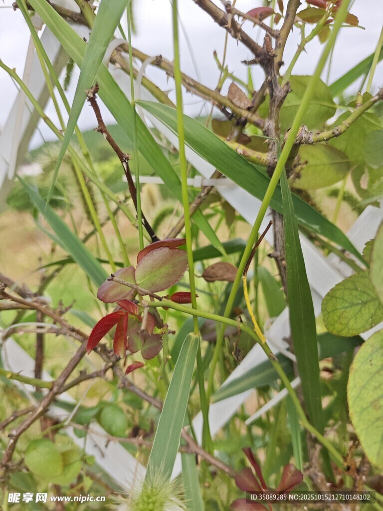 带刺植物特写