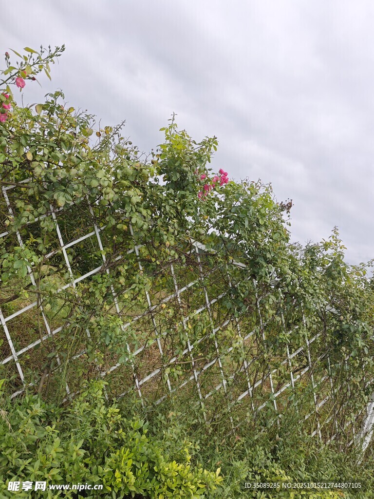 蔷薇攀爬在木架上的景致
