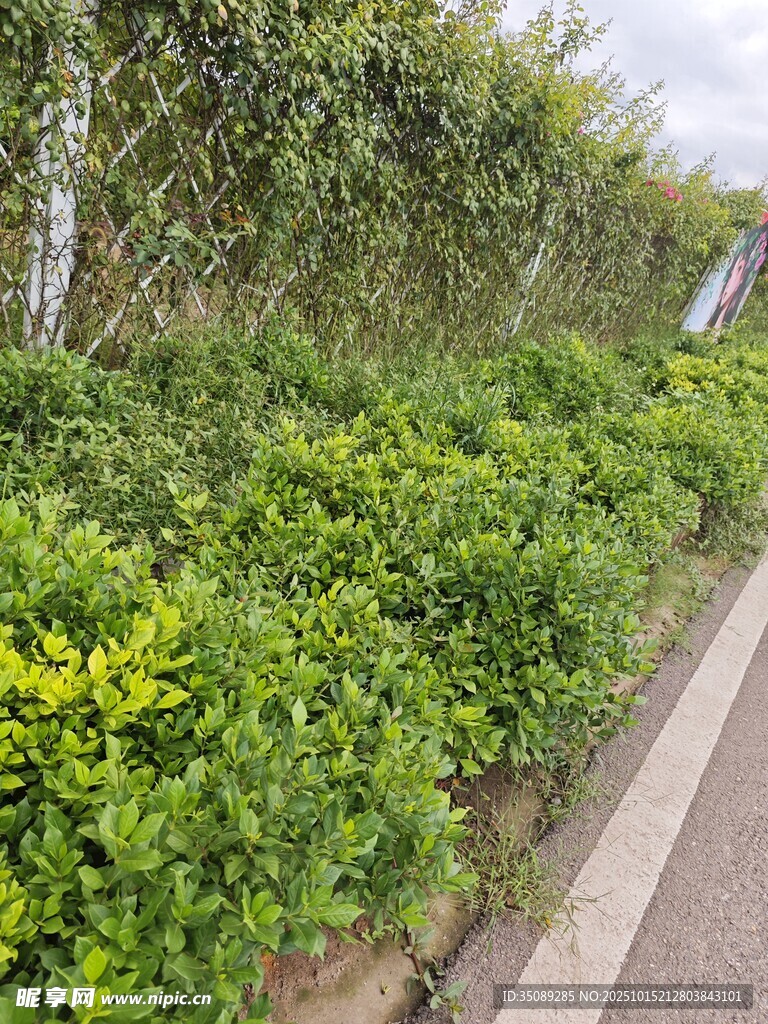 路边翠绿繁茂的灌木丛