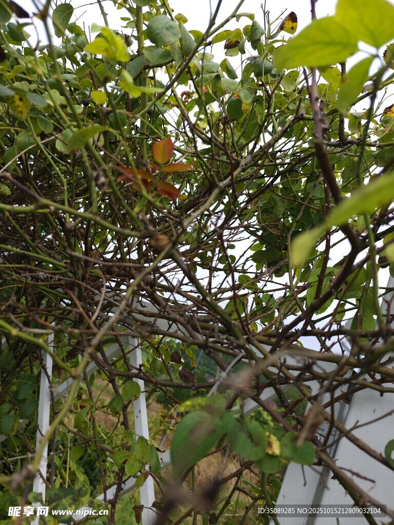 繁茂树枝上的绿叶与果实
