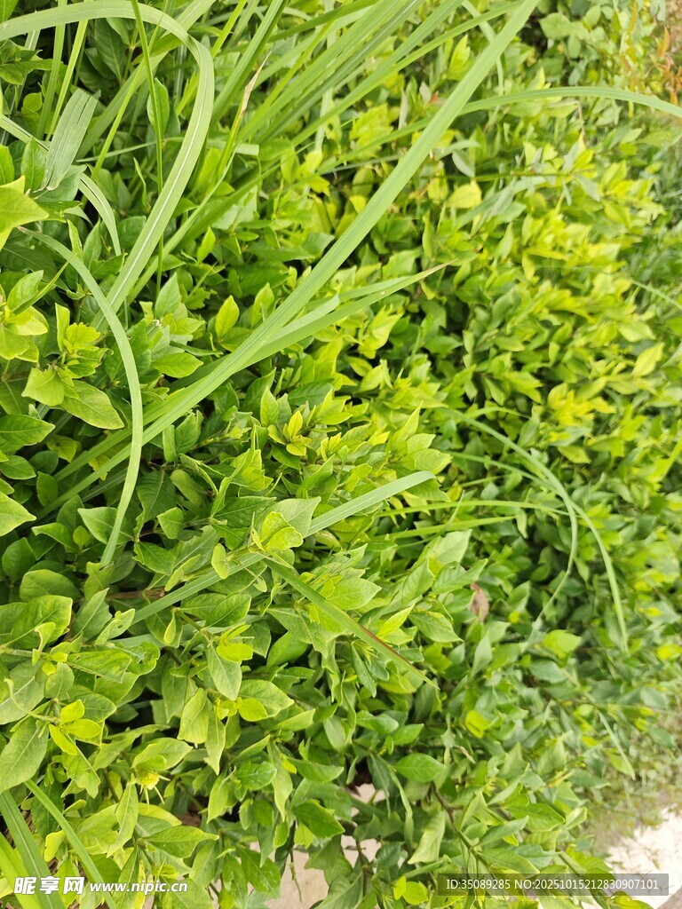 翠绿繁茂的青草植物