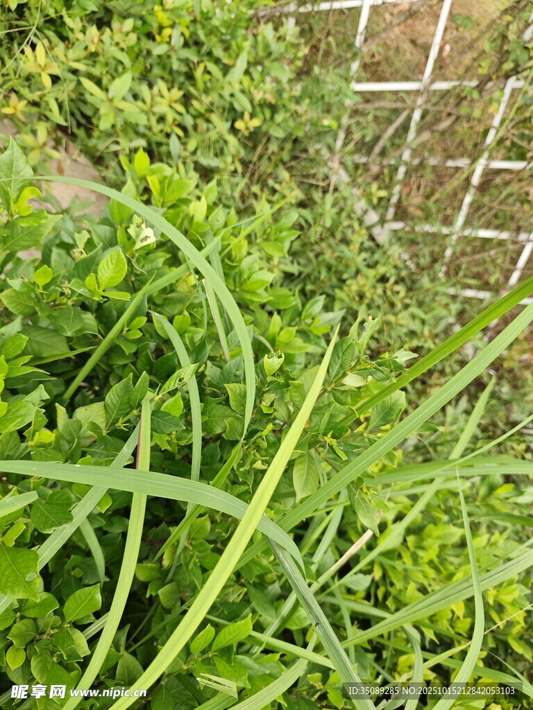翠绿菜园中的新鲜蔬菜