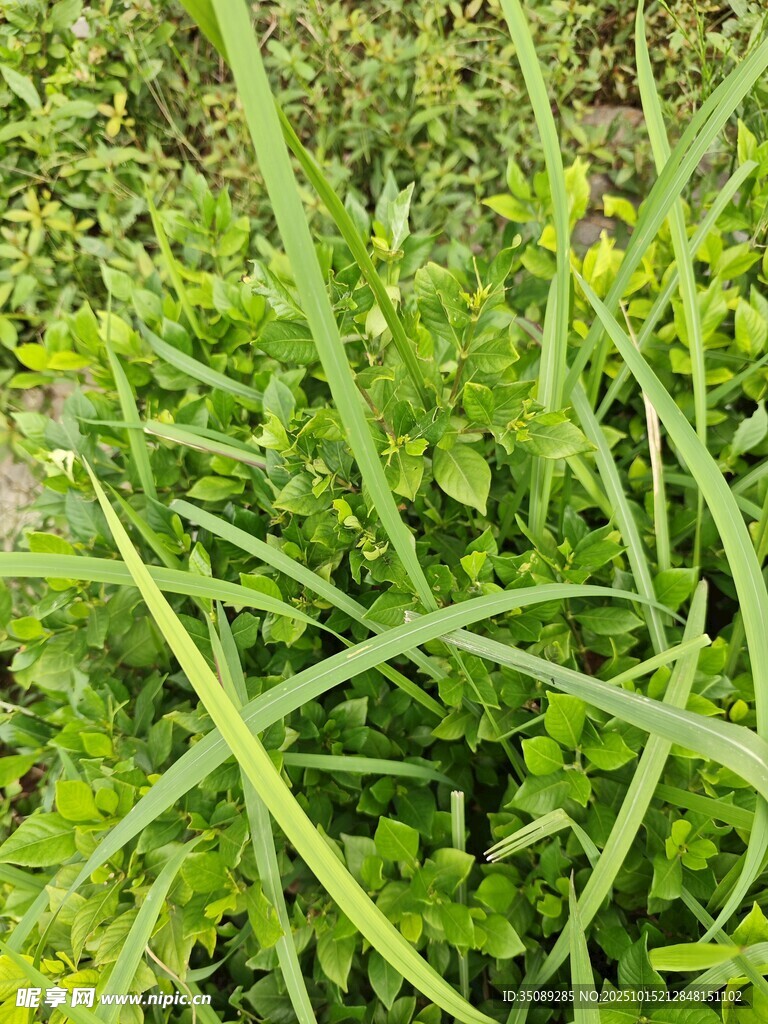 嫩绿草丛中的细长叶片