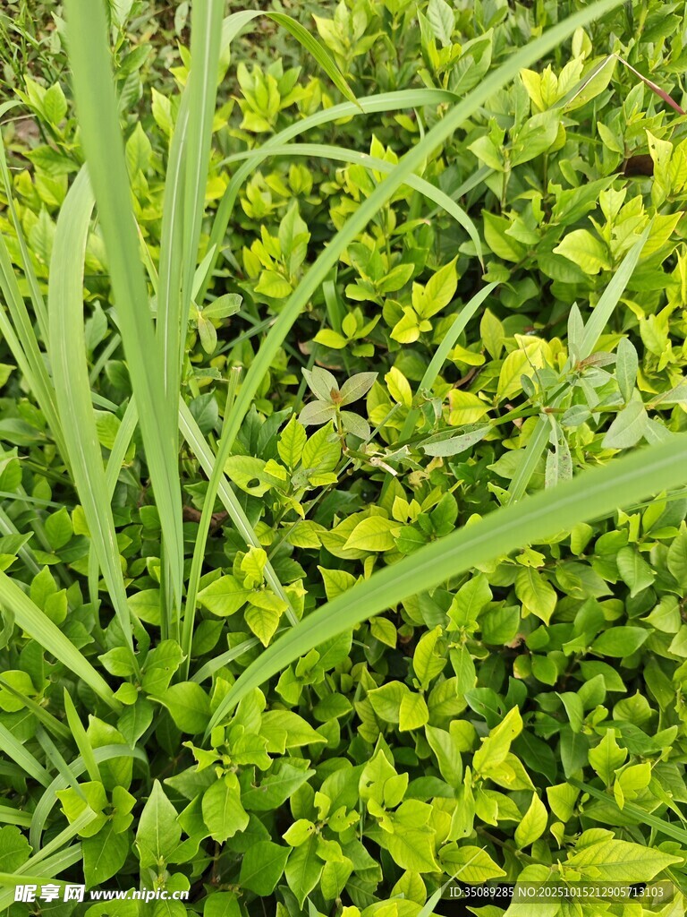 嫩绿葱郁的植物景观