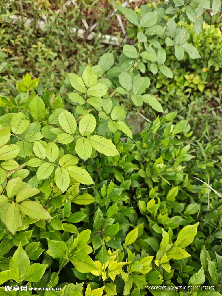 繁茂绿植景观