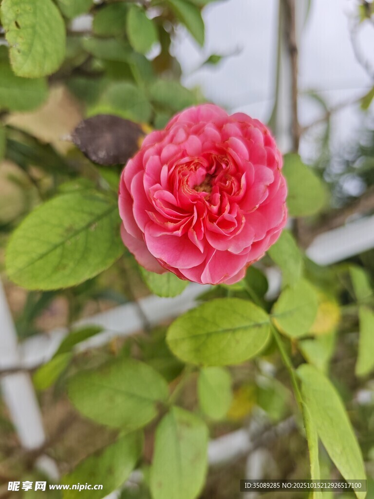 娇艳红玫瑰绽放绿叶间