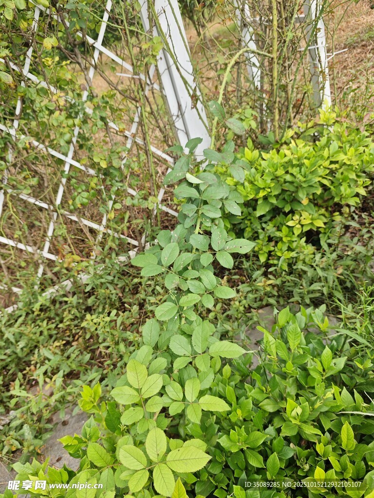 围栏边的繁茂绿植