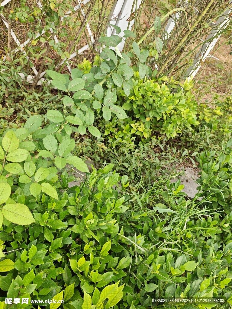 繁茂绿植自然生机景象