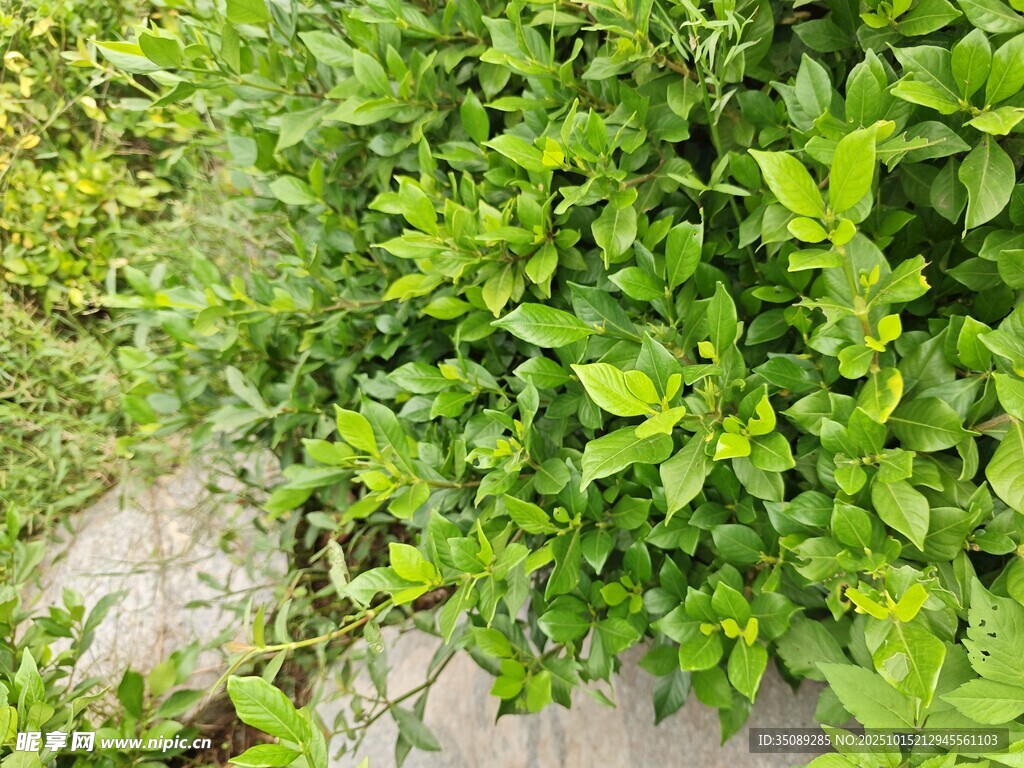 翠绿繁茂的地面绿植景观