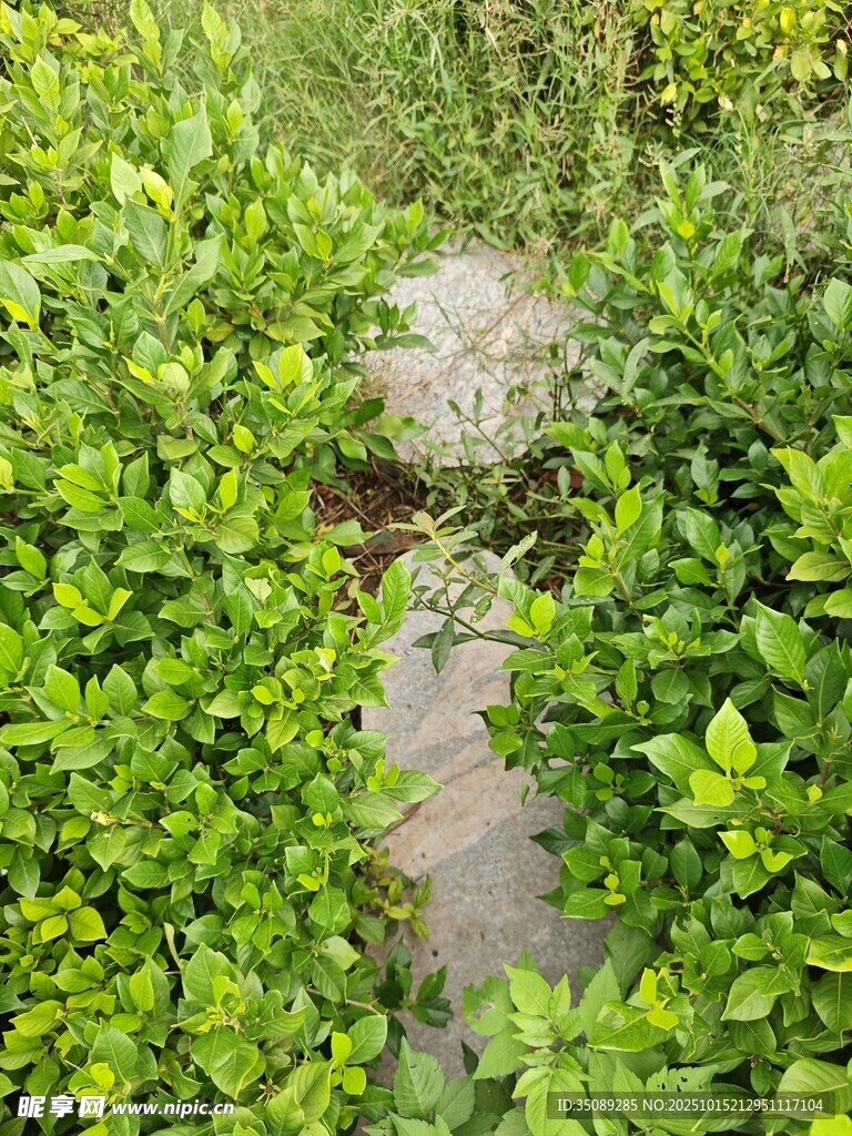 绿植环绕的石板小径