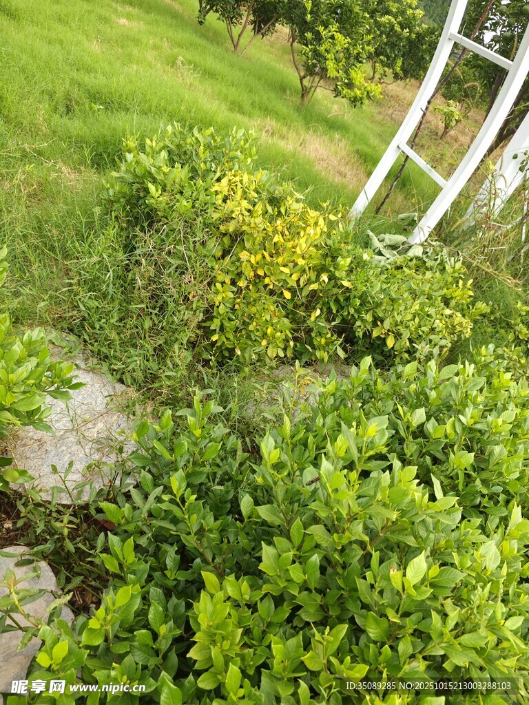 绿意盎然的户外植物景观