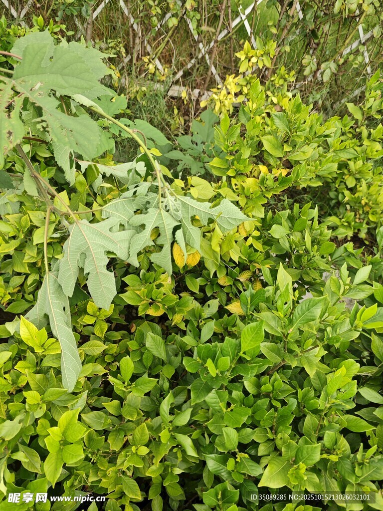 繁茂绿植景观