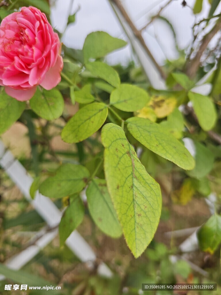 娇艳粉红玫瑰绿叶相伴