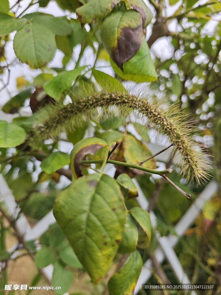 绿叶间的毛茸茸植物