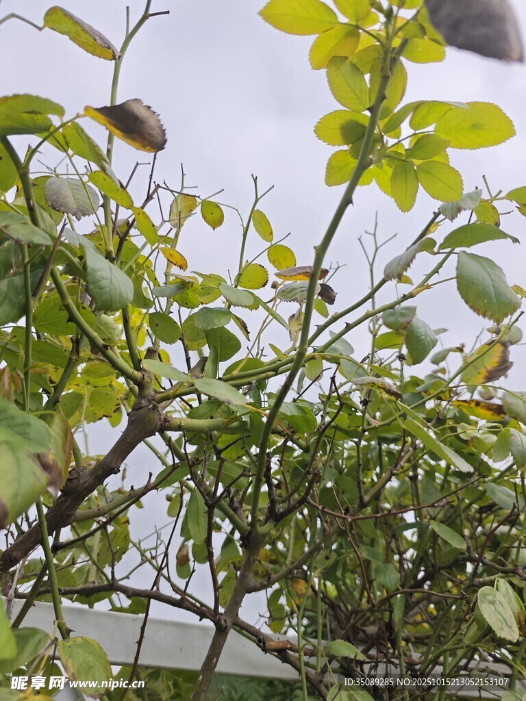 绿叶繁茂的植物枝丫