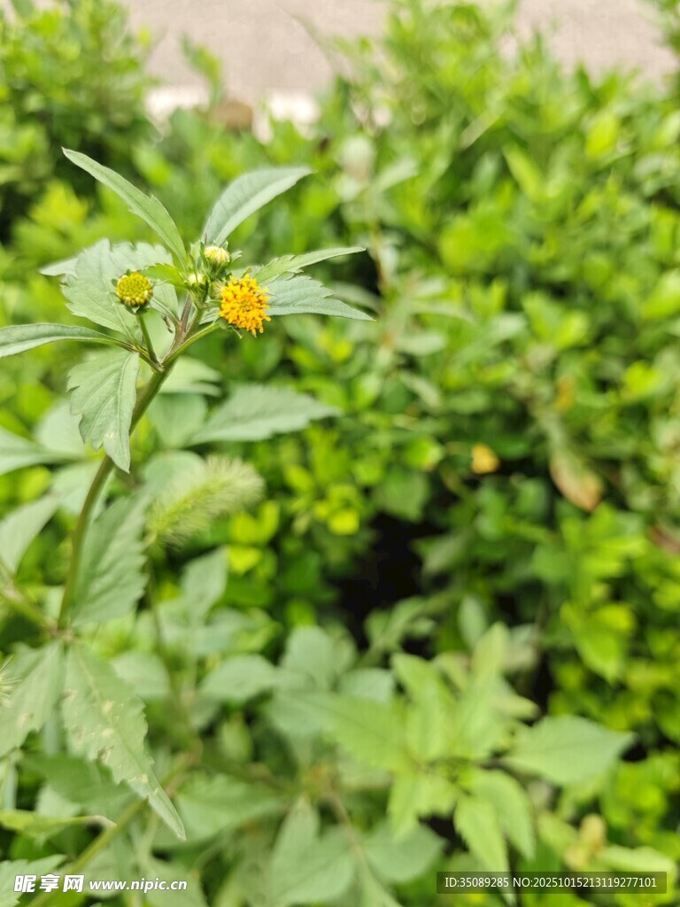 绿叶间的黄色小花