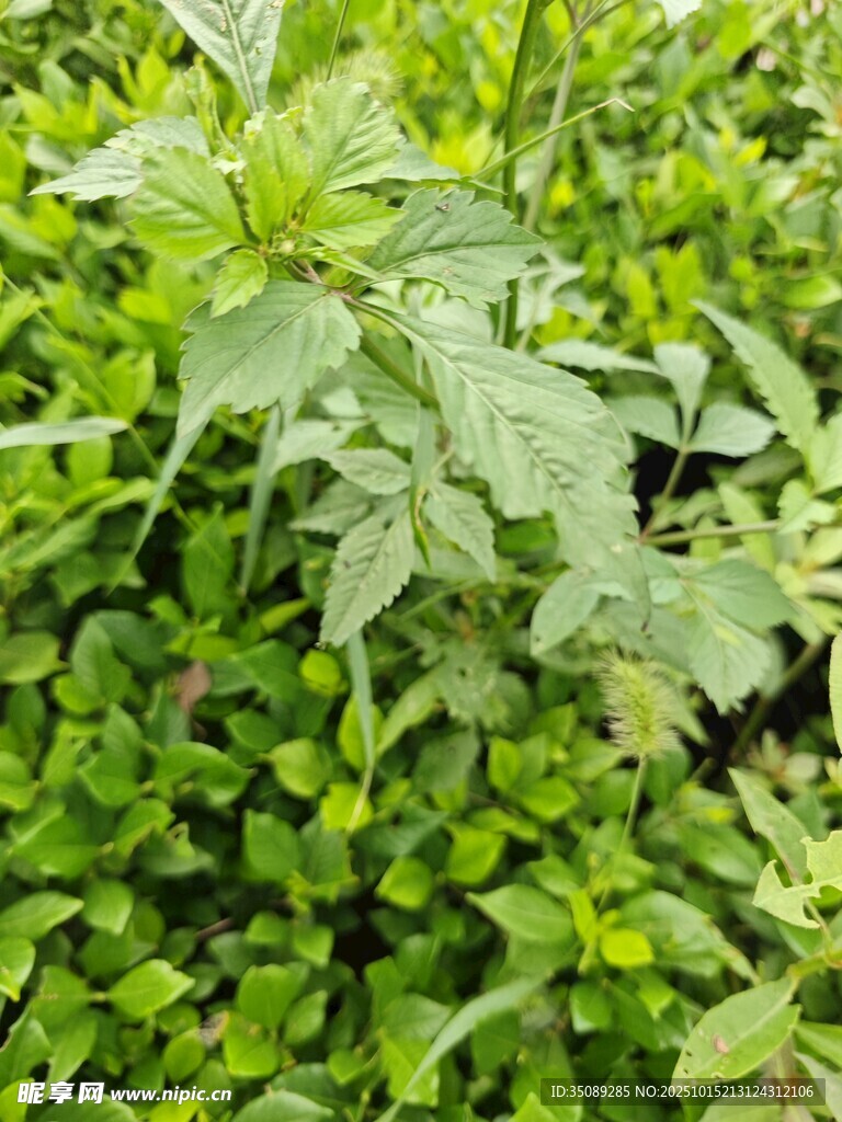 繁茂绿植生机盎然的景象