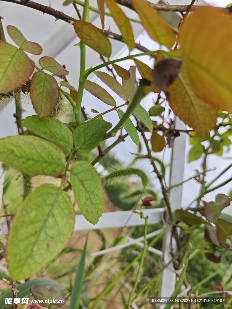 棚架上的翠绿植物
