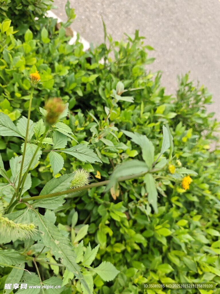 绿叶黄花的蓬勃植物景观