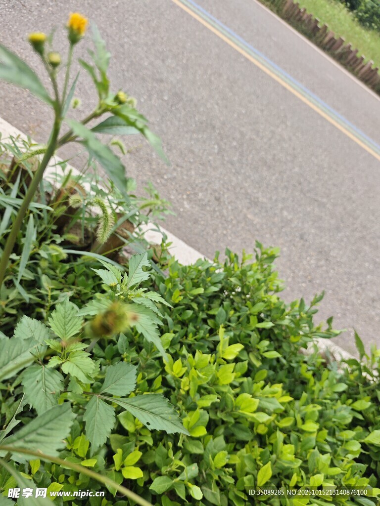 路边绿植与绽放小花