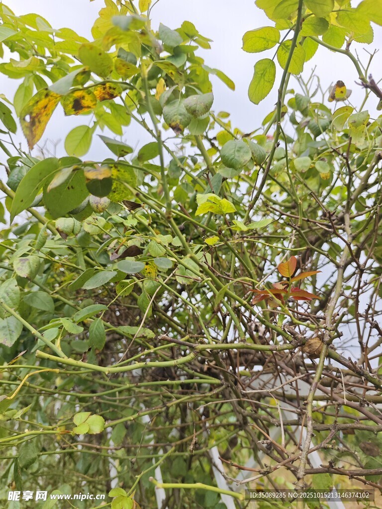 繁茂绿植展现自然生机
