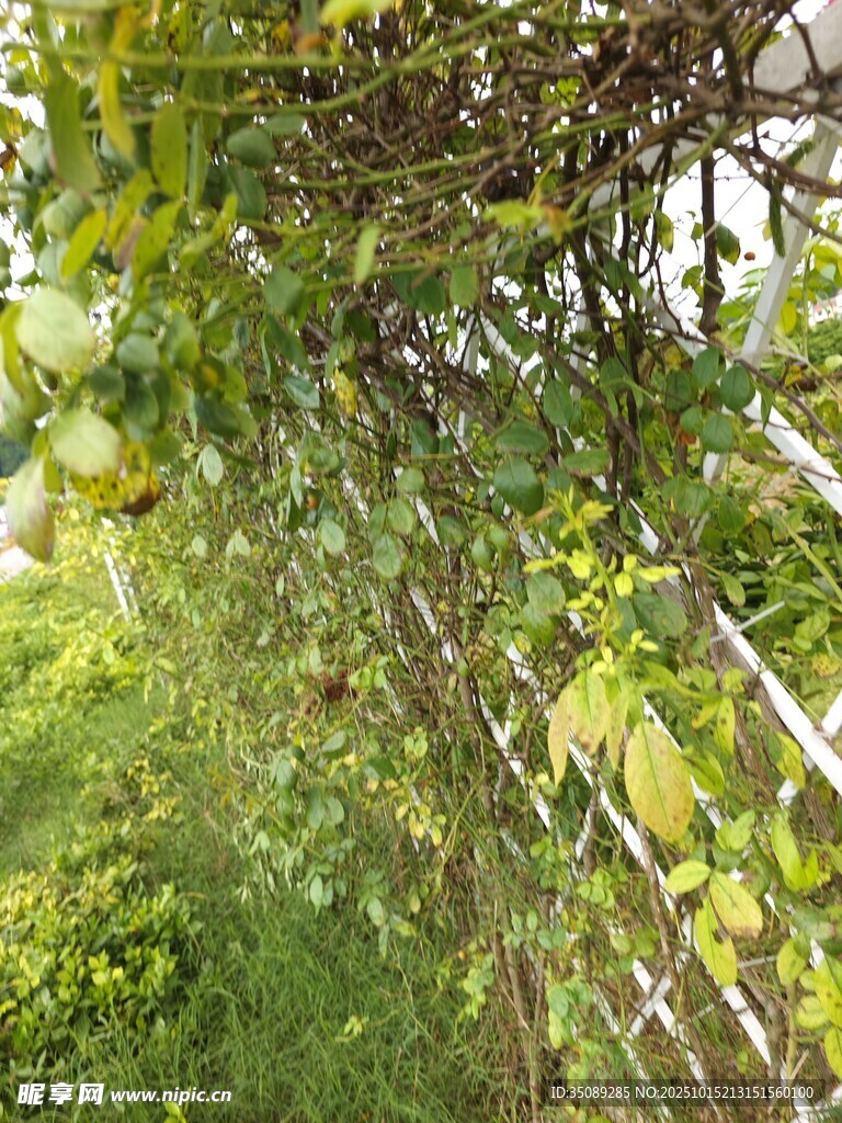 藤蔓缠绕的木质栅栏景观