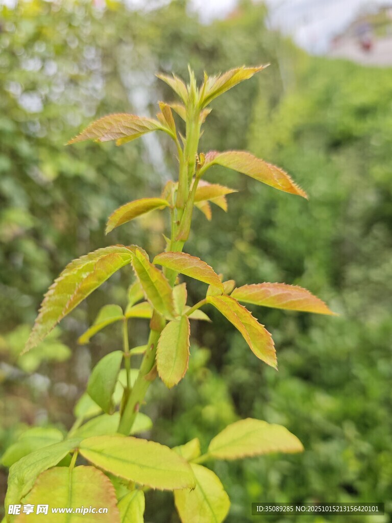 嫩绿枝叶生机盎然