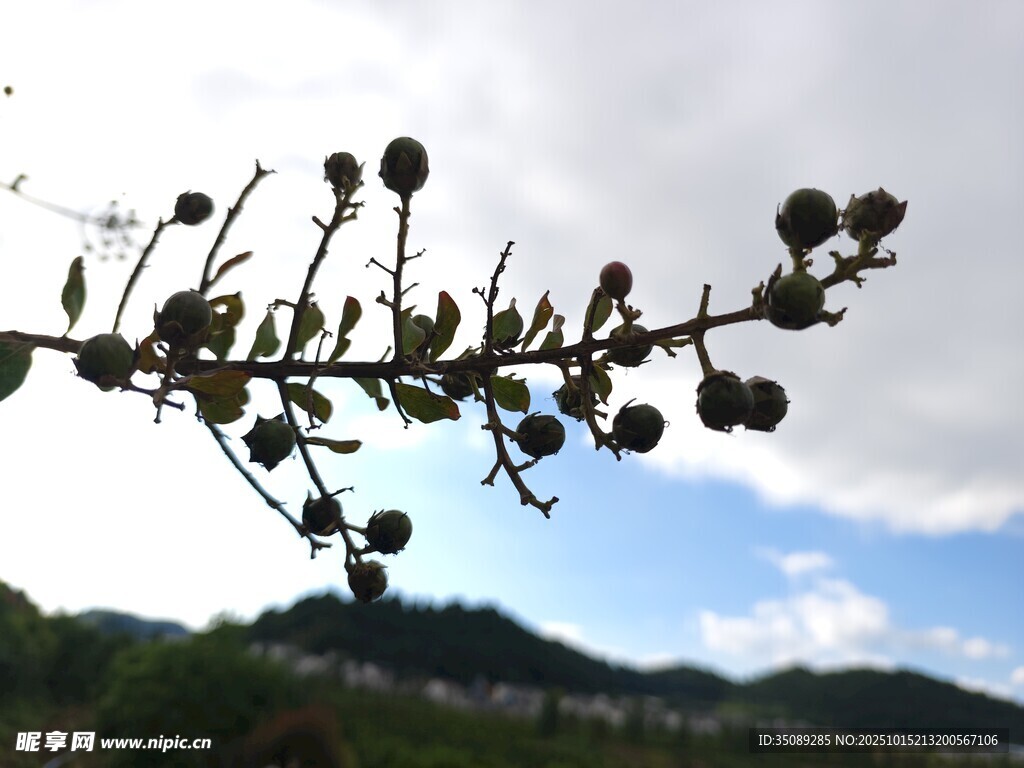 枝头果实与蓝天背景画面